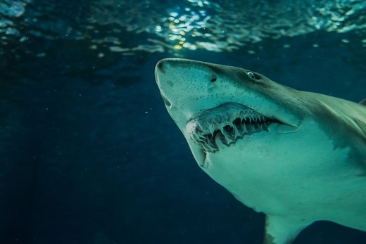 How Many Teeth Does a Shark Have? | In Its Lifetime, In Total, Loss, Regrowth, & Facts | Britannica