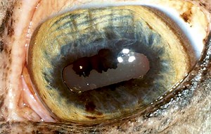 All you need to know about the equine eye *H&H VIP* - Horse & Hound