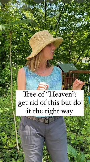 Jess Zander, Garden Coach🌺 on Instagram: "Tree of heaven (Ailanthus altissima) It's an extremely bad invasive plant and it spreads quickly and easily. It takes over native plants and other vegetation, and damages foundations, septic systems and pavements. (This is similar to Japanese knotweed which is also horrendous and I covered that previously but you can look that up or find the video in the highlight on invasive plants.) I am by no means an expert on this but I want to raise awareness beca