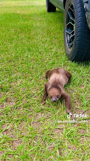 Katie Robinson on TikTok