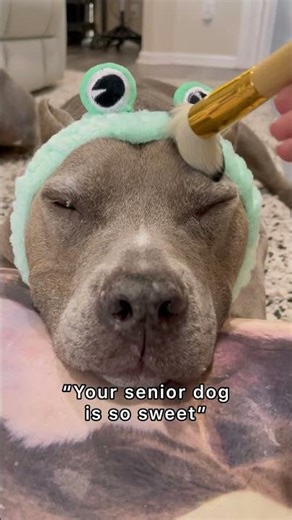 Senior dogs aren’t always innocent.