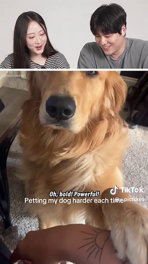 Hilarious Dogs Compilation That Will Make You Laugh