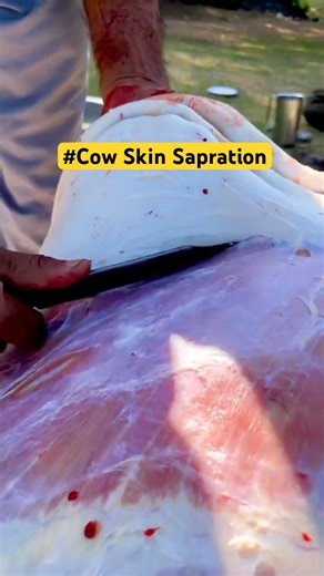 Smooth Skin Separation Technique🐄