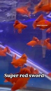 The red swordtail fish is a vibrant and hardy freshwater species known for its striking red coloration and distinct sword-like extension on the male’s tail. They are peaceful and active, making them a popular choice for community aquariums. These livebearers thrive in planted tanks with stable water conditions and are relatively easy to care for, even for beginners. #RedSwordtail #SwordtailFish #AquariumFish #Livebearers #FreshwaterAquarium #AquariumHobby #TropicalFish #SwordtailLovers #Aquascap