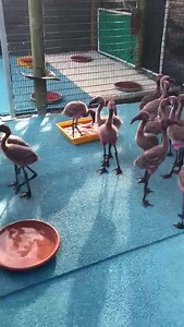 Morning flamingo march! Every day at SANCCOB saves seabirds, after the baby flamingos have had a quick checkup, they all take a walk together to get to their daytime enclosure: | International Bird Rescue