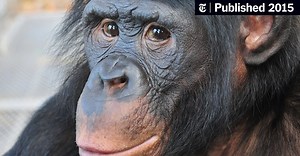 Science Filmmaking to Test Ape Memory