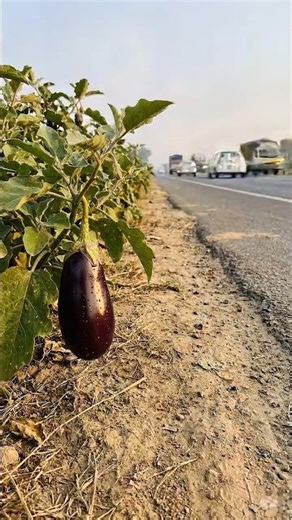 The Eternal Life Cycle of an Eggplant 🍆 | 1 Year in 30 Seconds