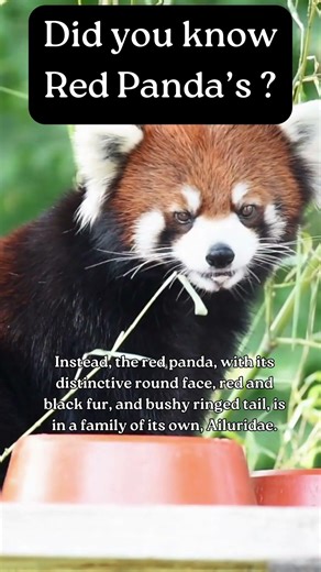 Did you all know about the Red Panda ? #facts #factwide #wildlife #animals