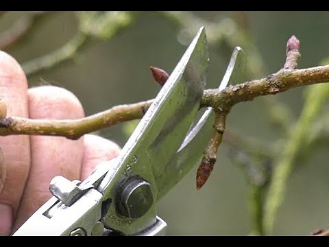 TOUT POUR BIEN COMPRENDRE LA TAILLE DES ARBRES FRUITIERS