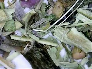 Tea Under a Microscope