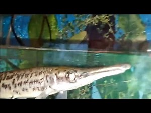 Alligator Gar Feeding 🐔/ Alligator Gar Fish Tank setup / Alligator Gar Fish Video
