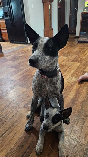 the title to this vid #fyppppppp #laptop #unboxing #nofun #tablet #redditrecap #thestupids #fypppppp