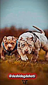 pitbull dog training and family #anmals #dogbreed #americanbully #dogtype #kangal #boxerdoodle