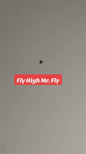 Dealing with Flies: A Humorous Take on Room Invaders