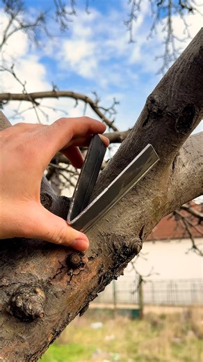 Smart & easy cleft grafting method | Beamish DIY