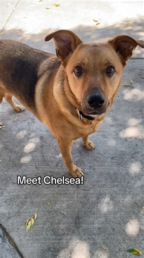 11K views · 339 reactions | Chelsea has some of the softest fur...