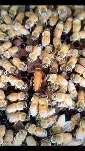 #Queen #Bee #Laying #Eggs in the #Apiary | Honey Apple Farm
