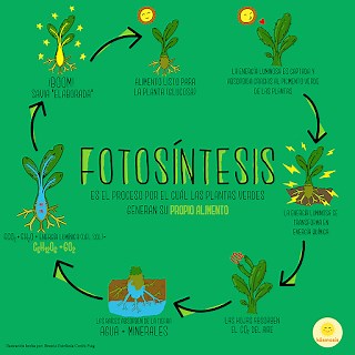 3º y 4º La fotosíntesis - Maestro Pablo