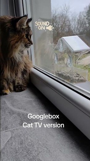 Maine Coon chirping sound