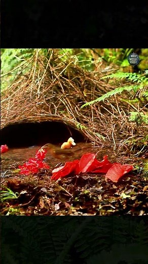Vogelkop Bowerbird: The Stage Artist of the Rainforest
