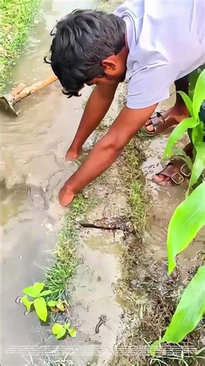 Digging for Growth: How a Hoe Shapes the Future of Cornfields