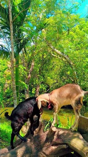 Goats balancing on wood and playing happily in village life 🐐🌿