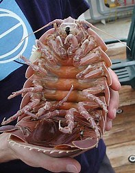 Gigantic aquatic pill-bug
