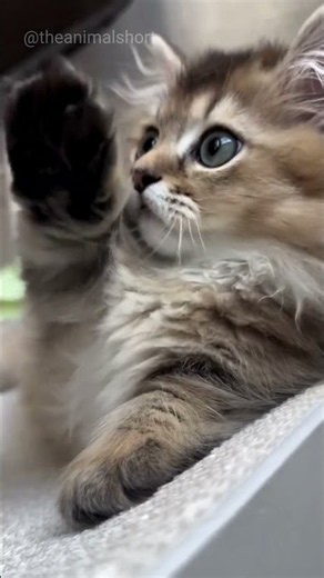 A Tiny Kitten That Will Melt Your Heart 🥹🐱❤️ #shorts