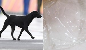 What is the Invisible Challenge? Why people are confusing their dogs with plastic wrap.