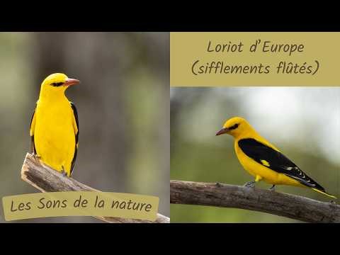 Loriot d'Europe, pic épeiche | Chants d'oiseaux