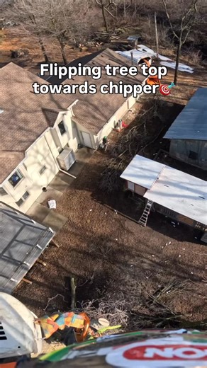 SchmiTREEz on Instagram: "Using an open-face notch to flip the top. 🙃 . . . #treework #chainsawman #climber #satisfying #cutting"