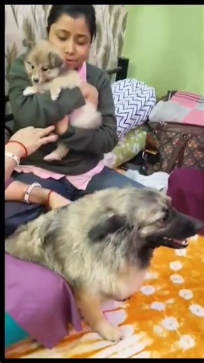 Jimmy'S New Friend Candy 🐕#jimmy #dog #zoomies #puppy #shorts