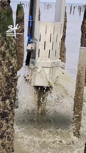 11M views · 77K reactions | Mussel Harvesting!  #mussel #harvesting #harvest | Supercar Blondie | Facebook