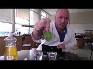 Photosynthesis Lab