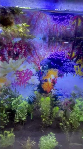 Crystal Clear 4K Planted Aquarium 🌿| Most Peaceful Nature Escape Ever |Ultimate Relaxation Aquarium