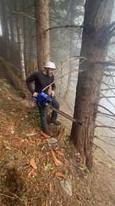 Guilty of Treeson on Reels