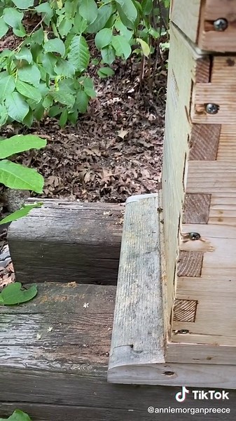 Spying on the bees. #beekeeper #beekeeping #backyardbees #backyardbeekeeper