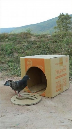 Creative DIY Quail Bird Trap Using Cardboard box - #Video Shorts