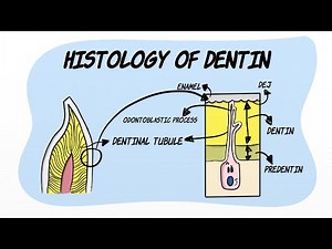 Histology of Dentin
