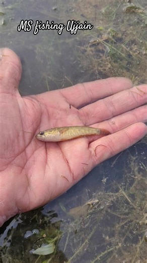 tiger fish baby release fish #shorts #fishing #msfishingujjain