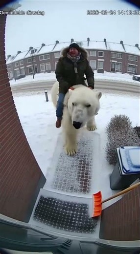 Code Rood in NL: Buurman op IJsbeer glijdt uit tijdens sneeuwstorm