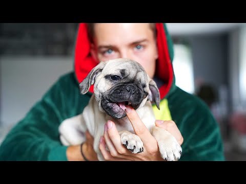 Die HUNDE WELPEN sind GROß! | Welpen Vlog #2