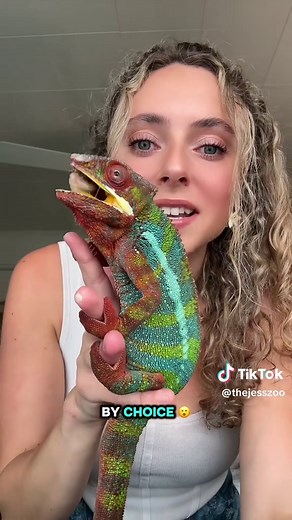 Feeding Your Pet Chameleon: Tips and Tricks