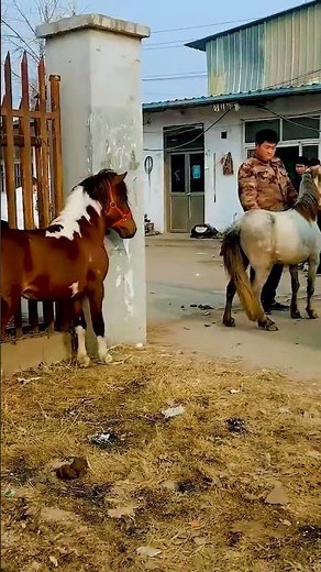 The Calm Way to Train a Powerful Horse