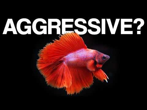 Betta Fish Care: Myths vs. Reality (Don't Believe This)
