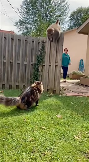 When a Monkey Breaks In, Can a Fearless Cat Stop Him?🐒🐱