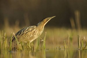 The Somerset Levels - A Beginner Birdwatching Tour