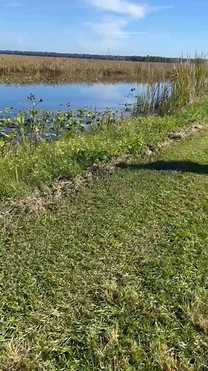 Alligator alley | Jose Rubio