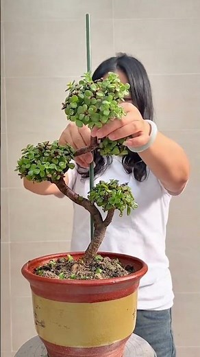 How to Prune and Shape Succulents Like a Pro!