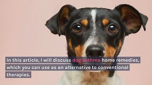 Dog Asthma Home Remedies